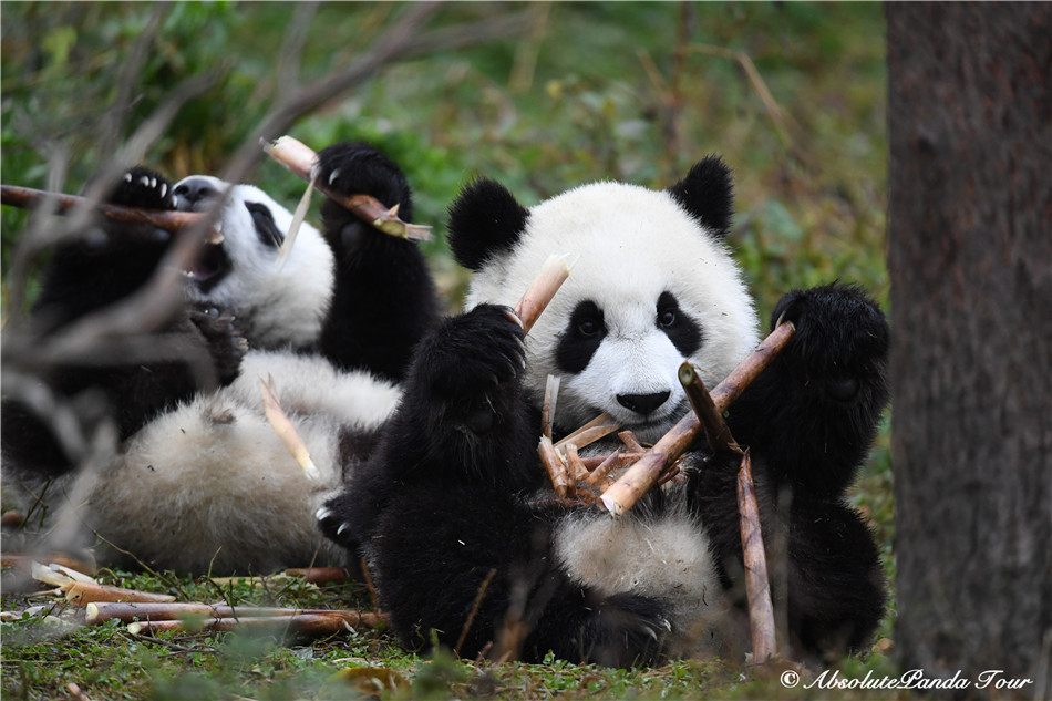 How Does a Baby Panda Eat Bamboo?