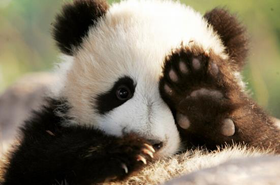 10 Interesting Facts about Giant Panda