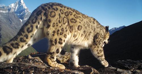 Snow Leopard caught by Infrared camera first time in Siguniang Mountain Area