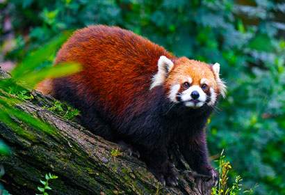 6 Days Wild Red Panda Safari