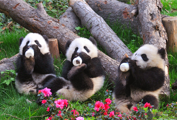  1 Day Panda Base and Chengdu City Tour 