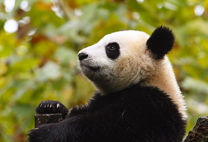 1 Day Chengdu Panda Base & Sanxingdui Site