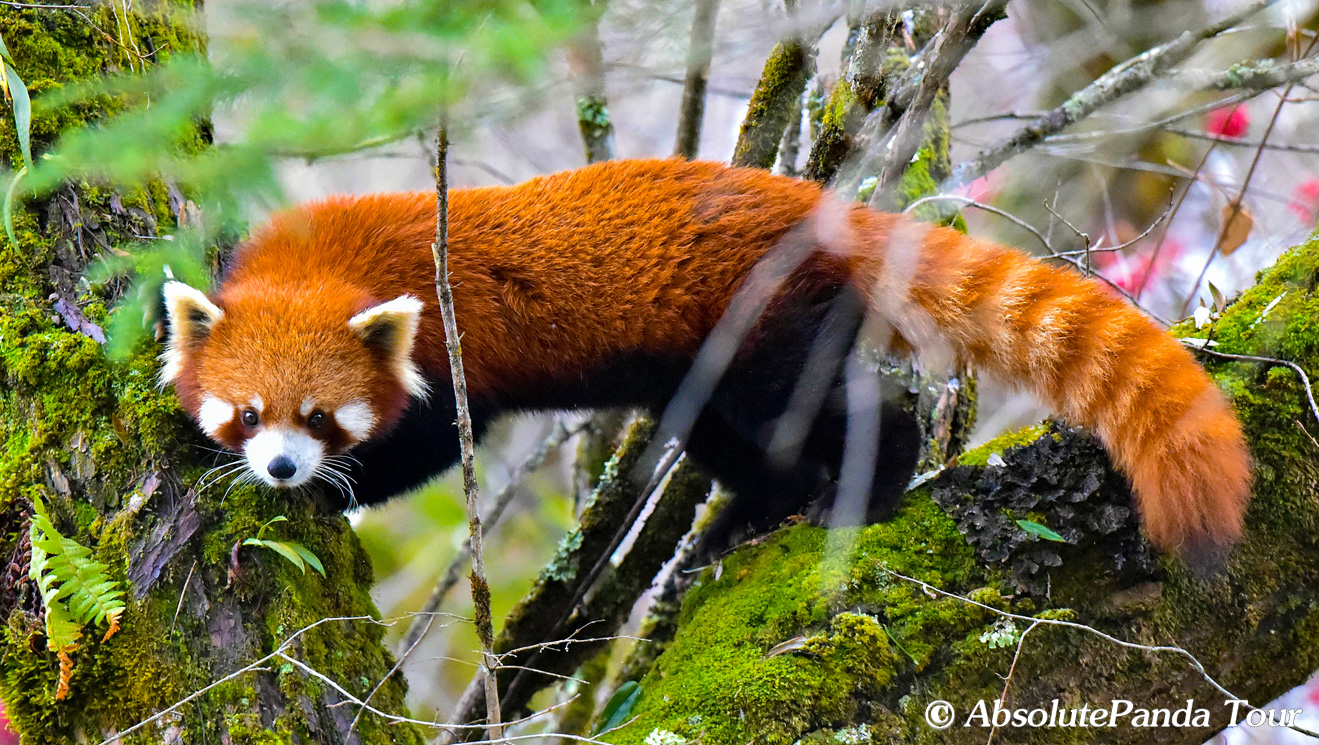 小熊猫-Red-panda.jpg